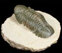 Prone Reedops Trilobite #4929-1